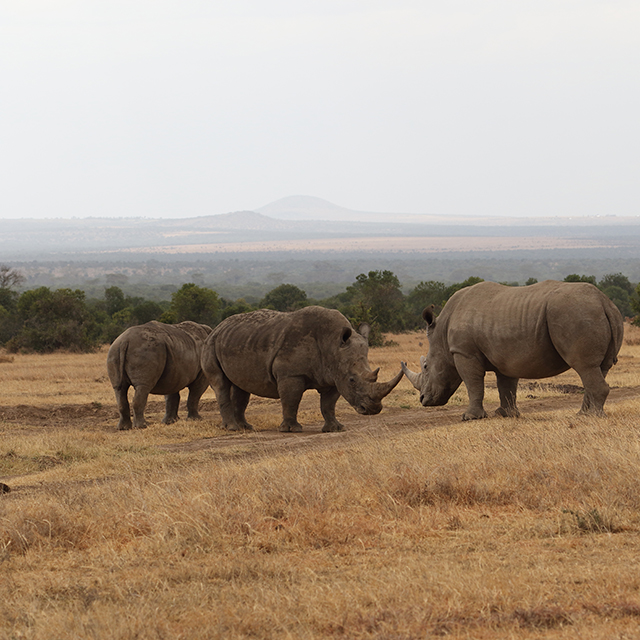 DARWIN GRANT TO SECURE HABITATS, IMPROVE LIVES IN NEW MUTARA CONSERVANCY