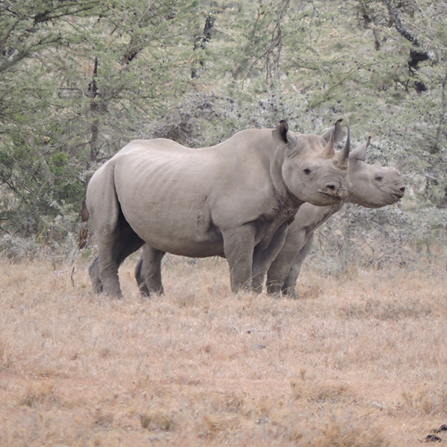 The first ever Rhino App launches around the world