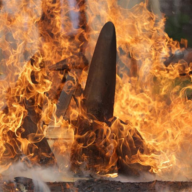 Stockpile of rhino horn burned in the Dvůr Králové Zoo in the Czech Republic