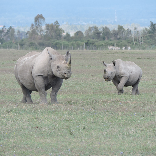 Celebrating World Rhino Day