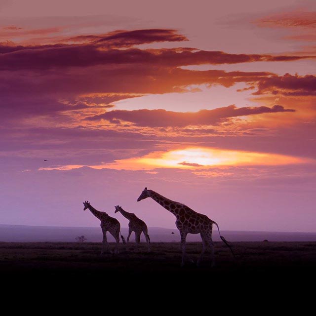 Ol Pejeta: Kenya's Lovechild