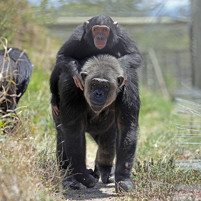 Manno Finally Settled in at Sweetwaters