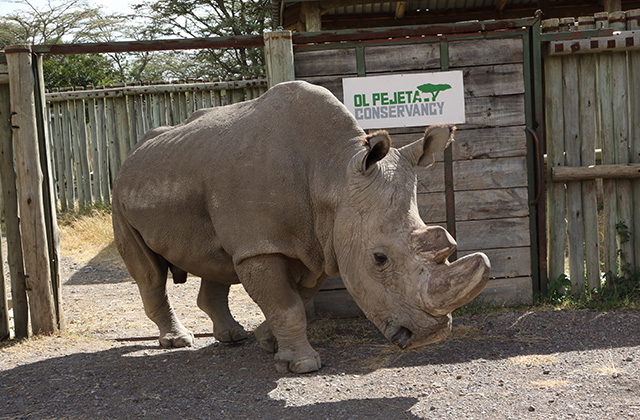 Press Release | AN UPDATE ON THE NORTHERN WHITE RHINOS