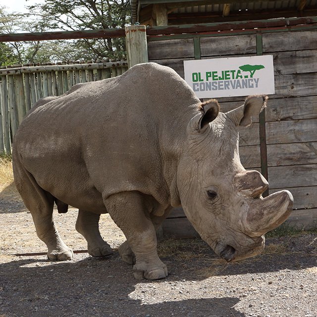Press Release | AN UPDATE ON THE NORTHERN WHITE RHINOS