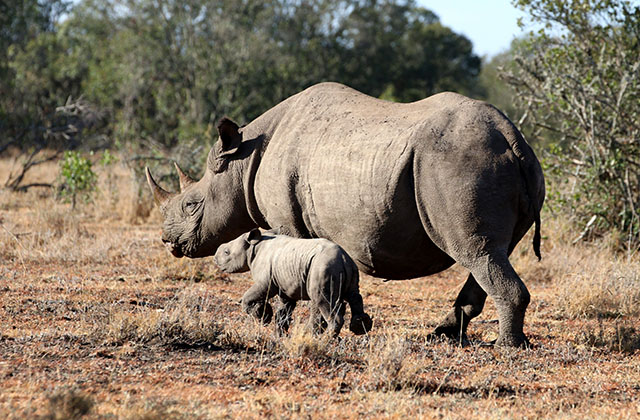 Lola, Our Augmented Reality Star Rhino, Finally Delivers