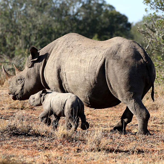 Lola, Our Augmented Reality Star Rhino, Finally Delivers