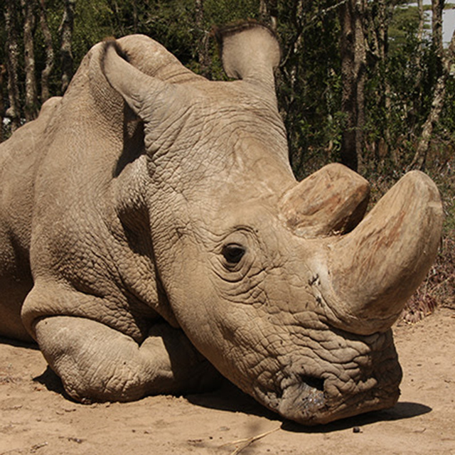 Northern white rhino update | Sudan's health declining