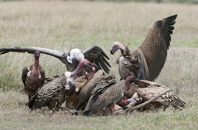Working to Protect Nature’s Most Important Scavengers – Vultures