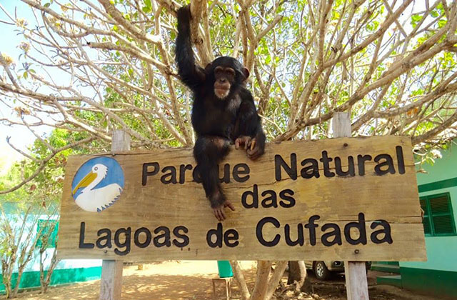 Bo and Bella: Two new arrivals at the Sweetwaters Chimpanzee Sanctuary