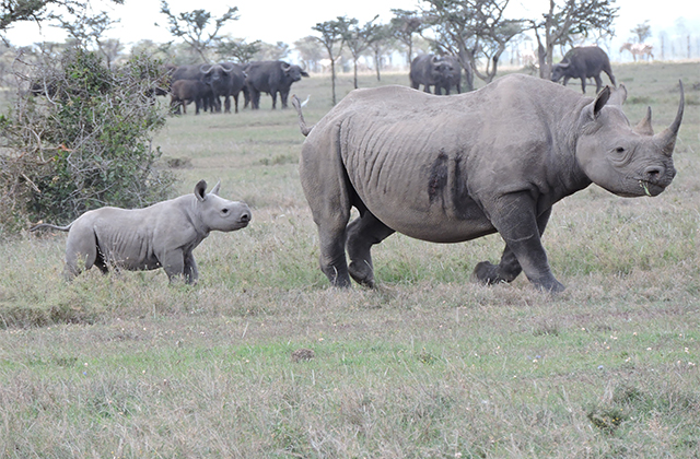 120 Black Rhinos on Ol Pejeta!