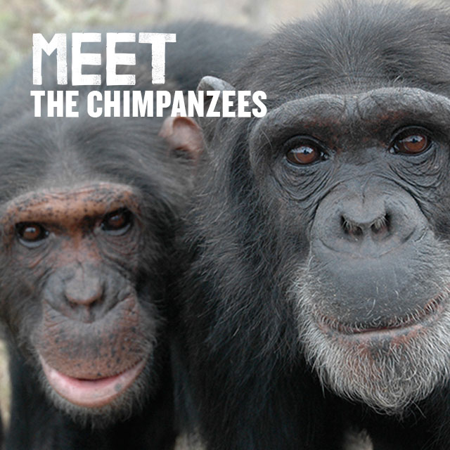 Meet the Chimpanzees