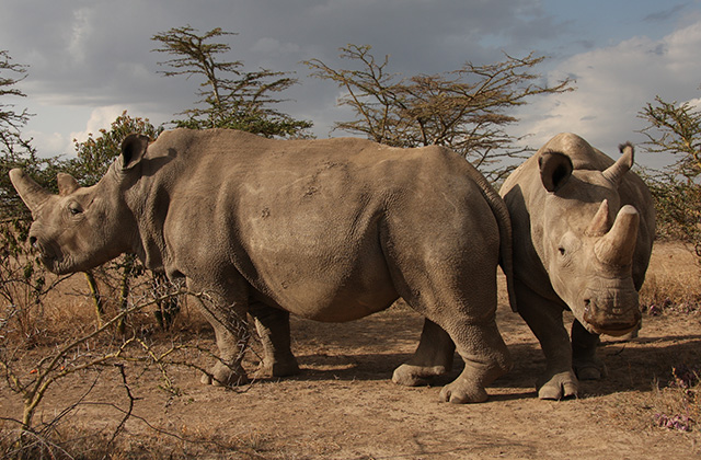 PRESS RELEASE | Scientists in Europe Announce a Breakthrough to Rescue the Northern White Rhino