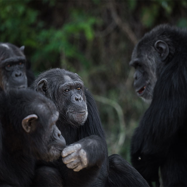Celebrating 25 Years of Successful Chimpanzee Conservation at Sweetwaters