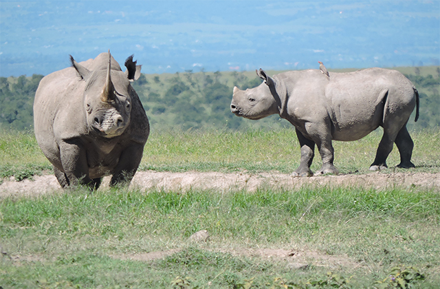 Ol Pejeta Rhino Named After Global Movie Star