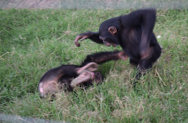 Cheeky chimpanzees: Bo & Bella update