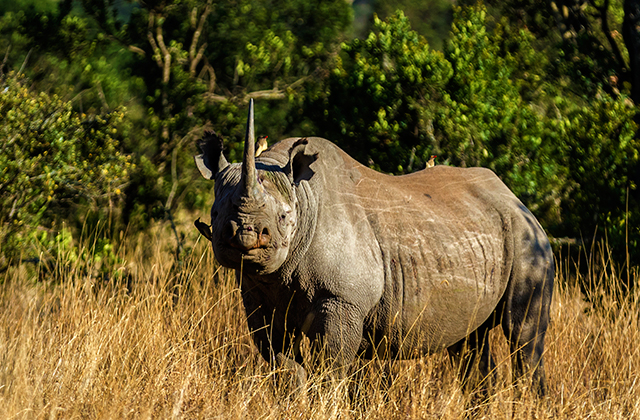 Ol Pejeta successfully retains International Green List status!