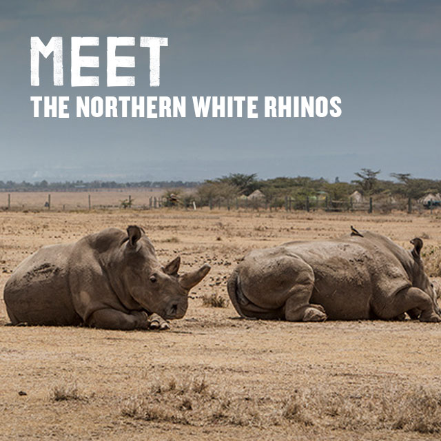 Meet the Northern White Rhinos