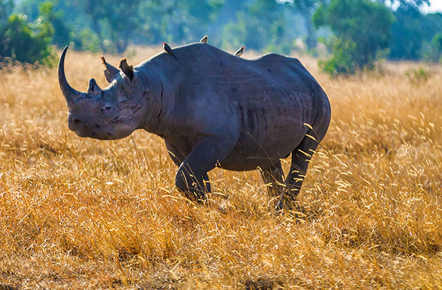 A year of zero poaching on Ol Pejeta