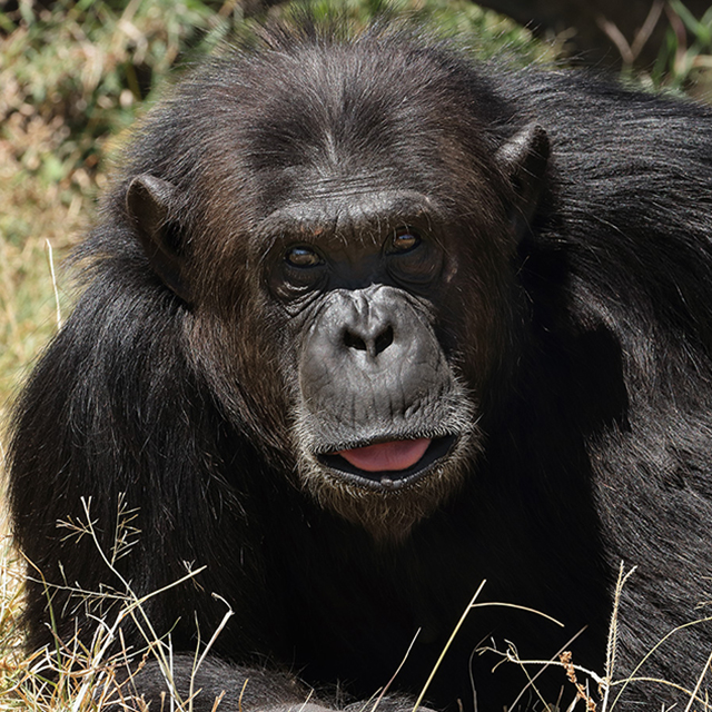 Disease outbreak threatens Sweetwaters chimpanzees