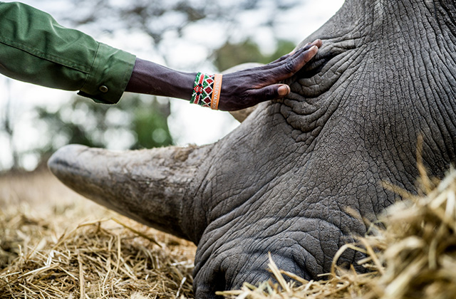 Kindred Guardians: New York photography exhibition shines a light on rhino conservation