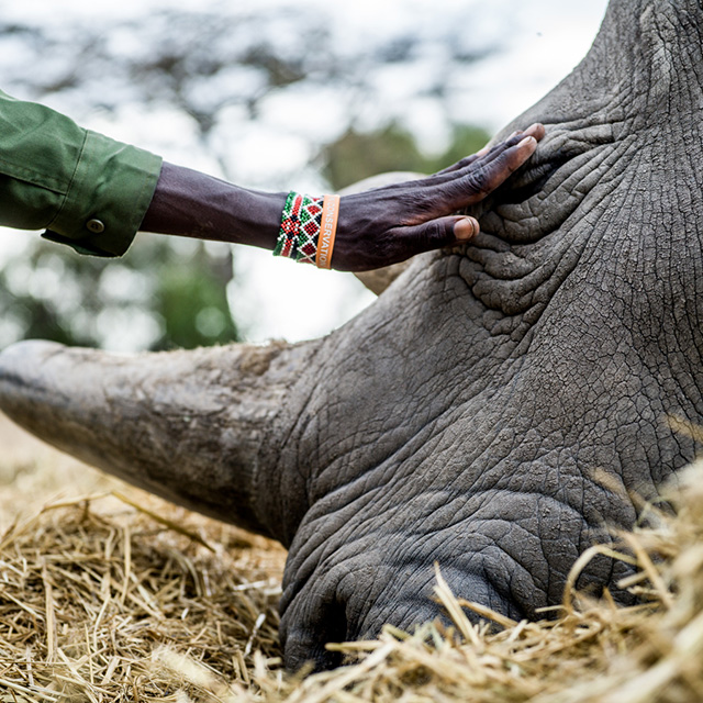 Kindred Guardians: New York photography exhibition shines a light on rhino conservation