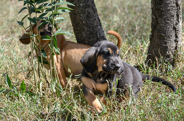 Next generation of K-9 rangers born at Ol Pejeta