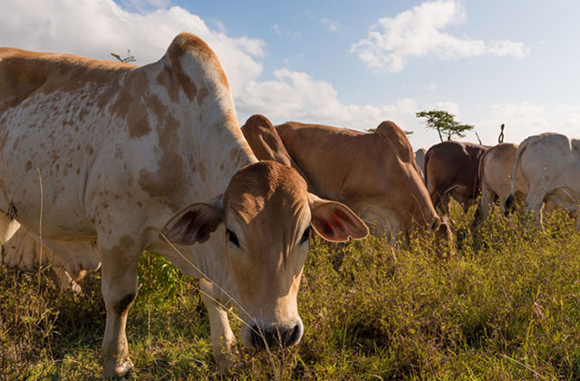 Ol Pejeta Beef - Good for you, good for wildlife, good for the environment