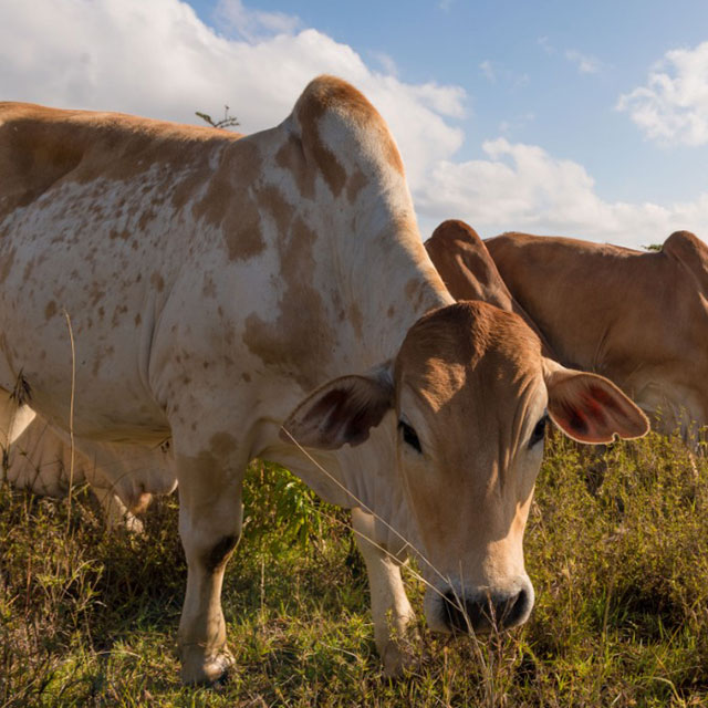 Ol Pejeta Beef - Good for you, good for wildlife, good for the environment