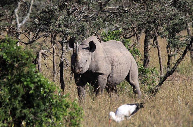 We do rhino conservation like no one else