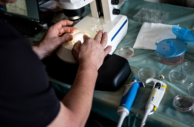 NEWS RELEASE | Newly created embryo nourishes hope for the survival of the northern white rhino