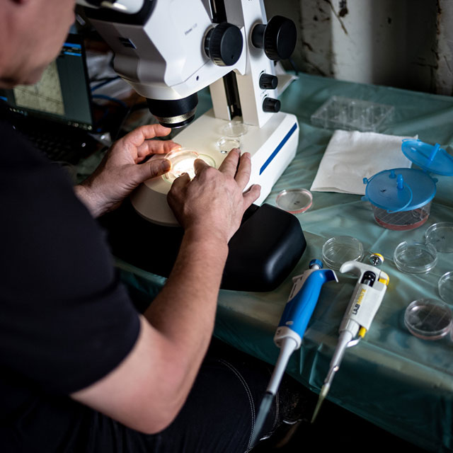 NEWS RELEASE | Newly created embryo nourishes hope for the survival of the northern white rhino