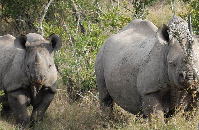 Keeping an eye on every rhino - the story of Mikayla