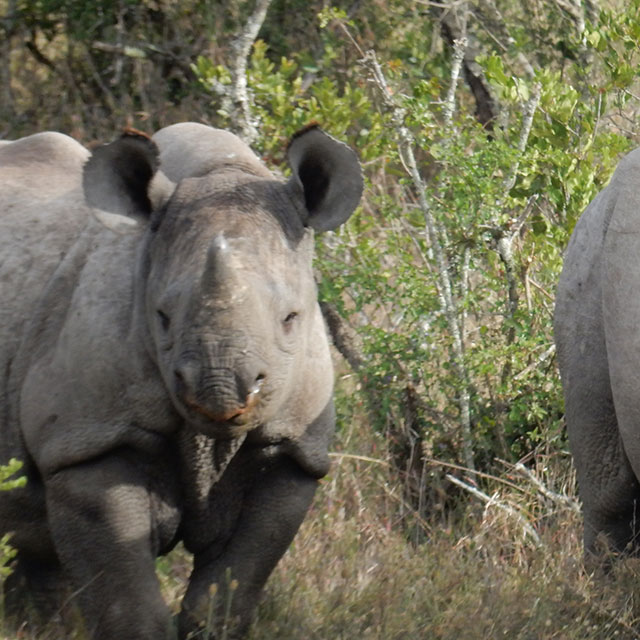 Keeping an eye on every rhino - the story of Mikayla