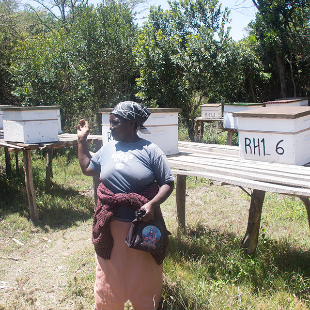 The Unlikely Beekeeper