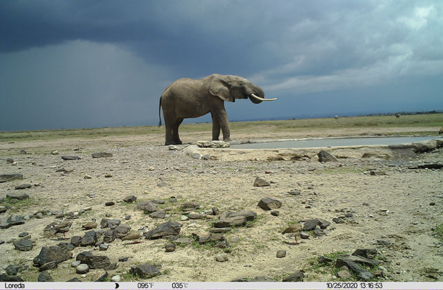CCTV For Wildlife! How We’re Using Camera Tech for Conservation