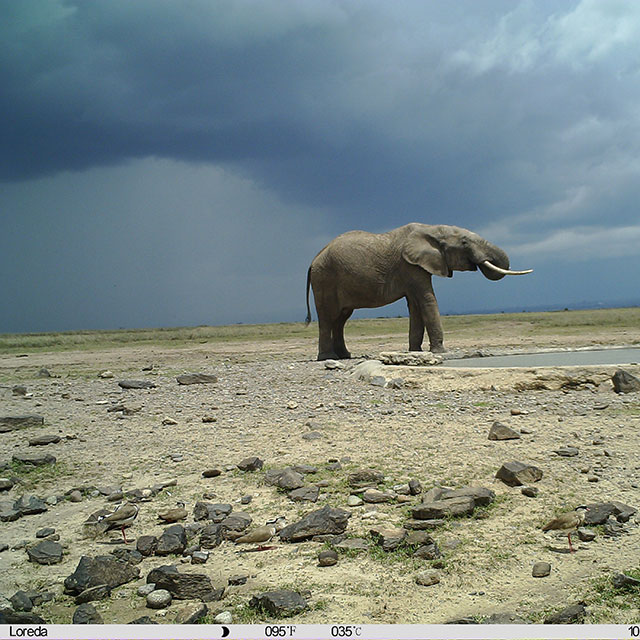 CCTV For Wildlife! How We’re Using Camera Tech for Conservation