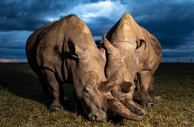 PRESS RELEASE | Two new northern white rhino embryos created at Christmas