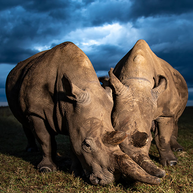 PRESS RELEASE | Two new northern white rhino embryos created at Christmas