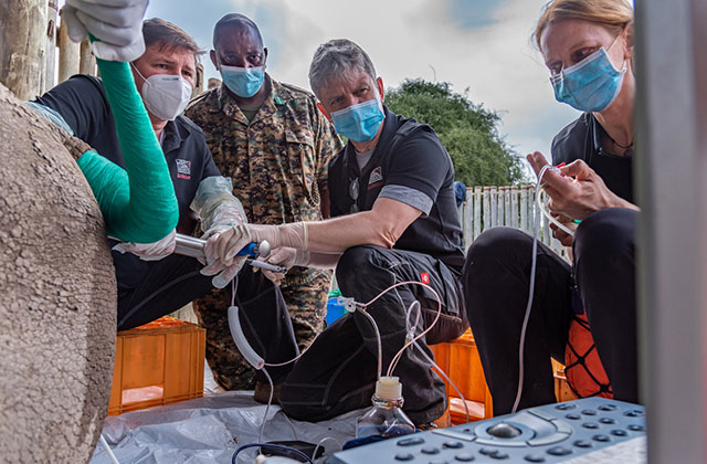 PRESS RELEASE | BioRescue creates four new embryos and gets ready for next steps of the northern white rhino rescue mission