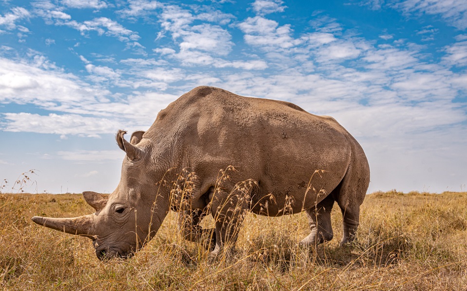 Meet the Northern White Rhinos