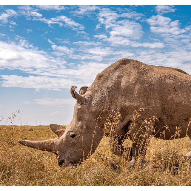 NEWS RELEASE | NAJIN RETIRED FROM BIORESCUE PROGRAMME