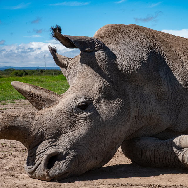 Biorescue creates two new northern white rhino embryos
