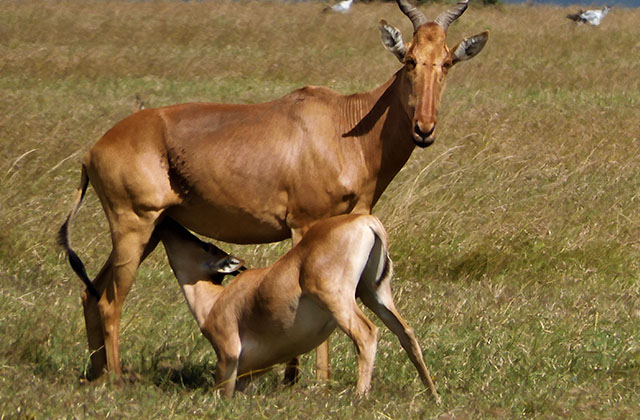Can we prevent a hartebeest extinction event?