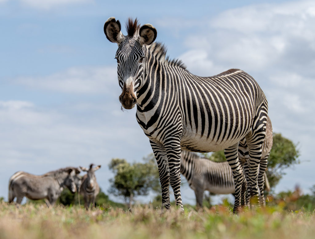 Ol Pejeta wins 2022 Travelers’ Choice Award