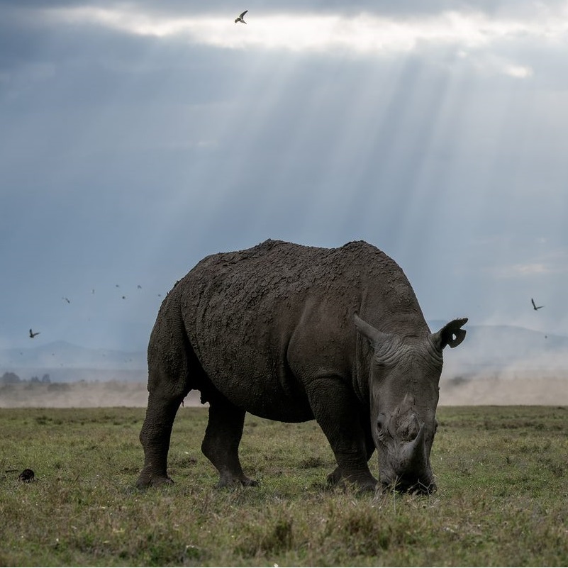 Ol Pejeta Gets 3 Nominations at The ‘Tourism Oscars’