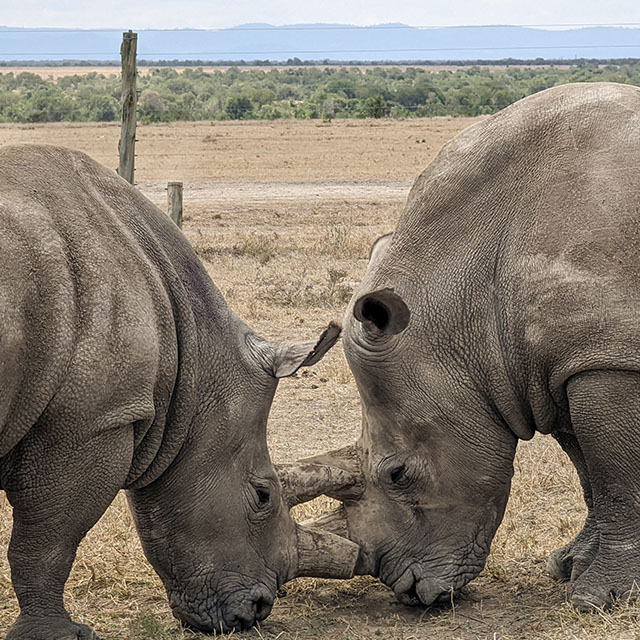 Five new embryos created after 10th oocyte collection from northern white rhinos