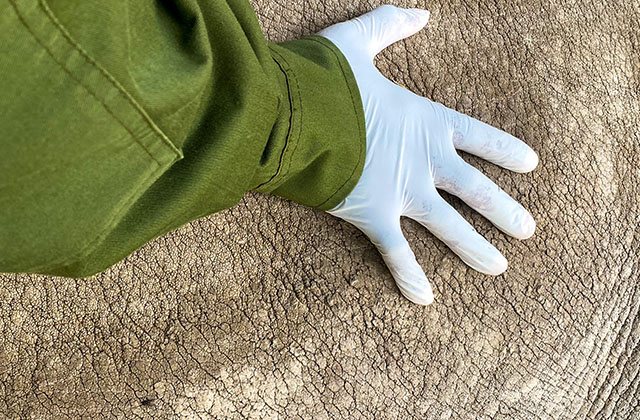 Five new embryos created after 10th oocyte collection from northern white rhinos